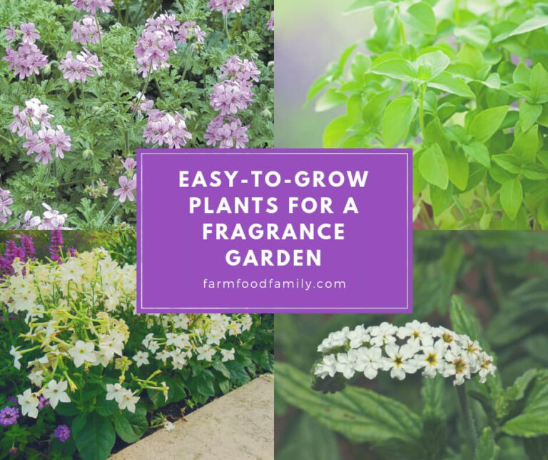 Fragrant Annual Plants: Easy-to-Grow Plants for a Fragrance Garden