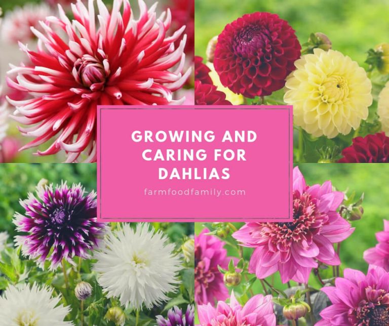 Growing and Caring for Dahlia Flowers The Definitive Guide [2024 ]