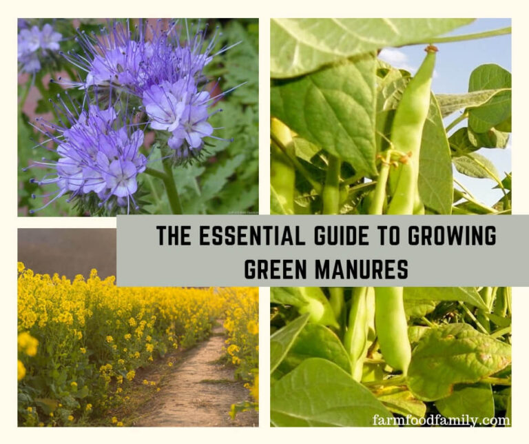 The Essential Guide to Growing Green Manures