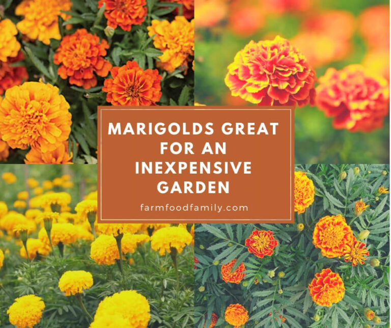 How to grow Marigolds