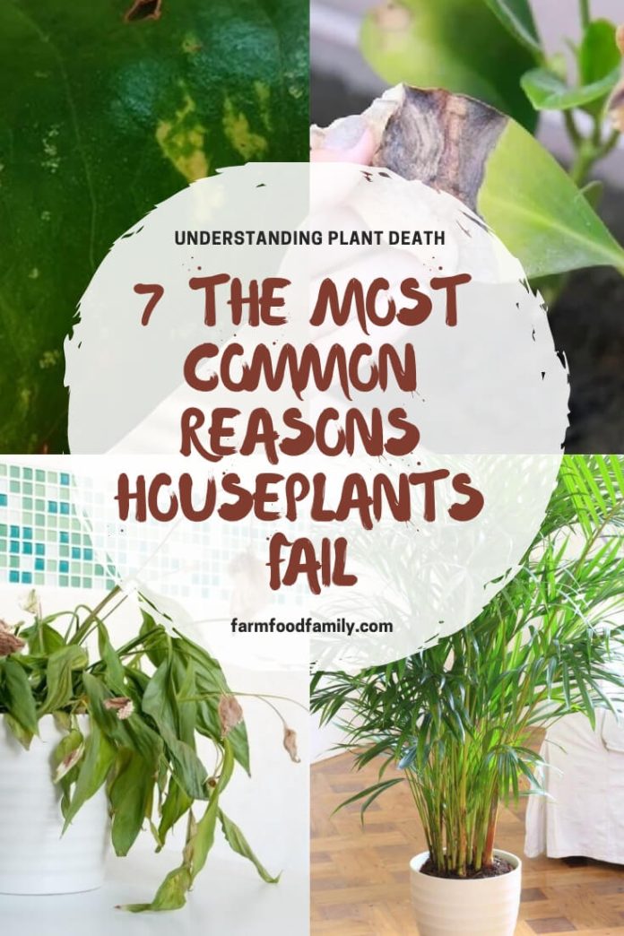 Understanding Plant Death 7 Most Common Reasons Houseplants Fail
