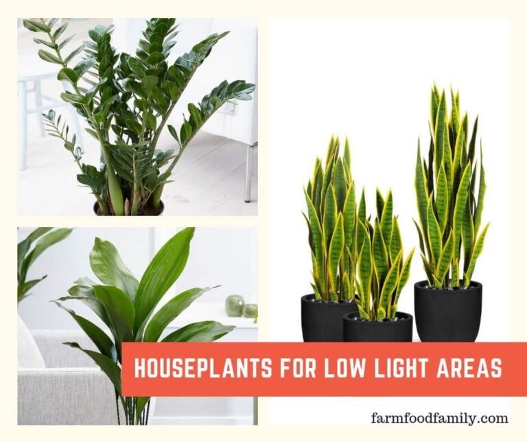 Ideal Plants For Low Light Areas