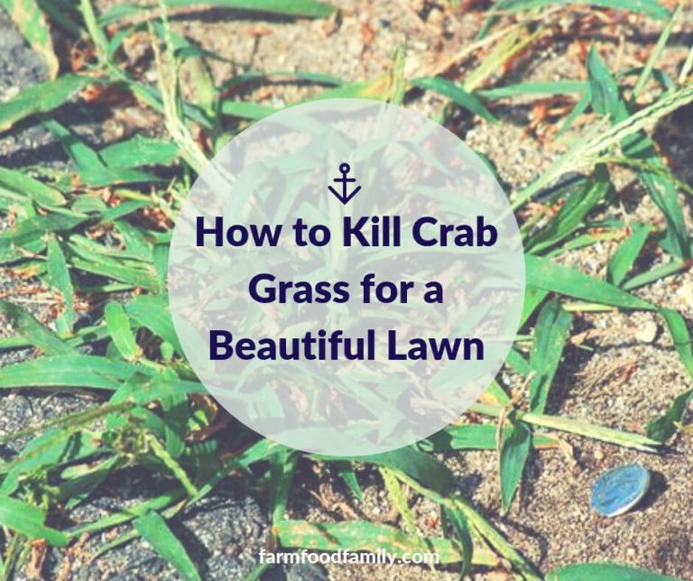 How to Kill Crab Grass for a Beautiful Lawn FarmFoodFamily