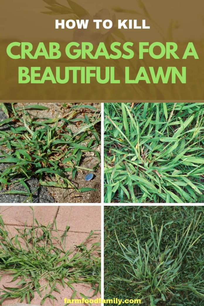 How to Kill Crab Grass for a Beautiful Lawn FarmFoodFamily