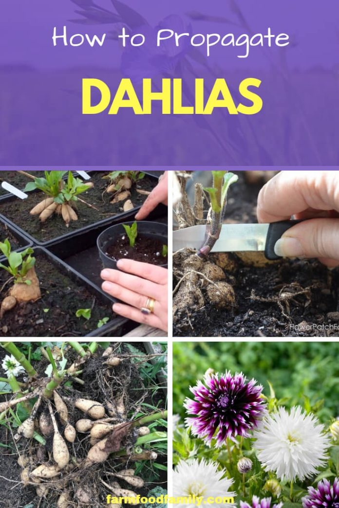 How to Propagate Dahlias FarmFoodFamily