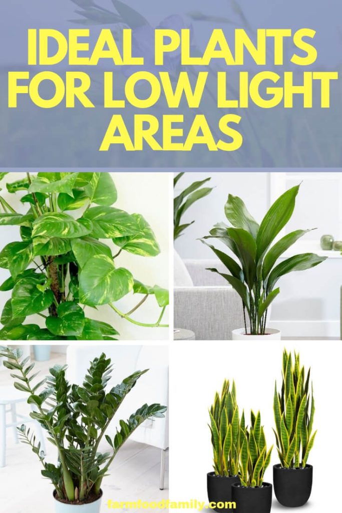Thriving in the Shadows 7 Best Plants for Low Light Areas