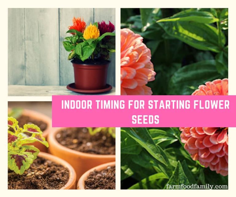 Indoor Timing for Starting Flower Seeds FarmFoodFamily