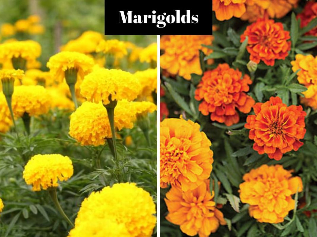 Marigold Flowers Varieties, Uses, Meaning, Growing, and Care Tips
