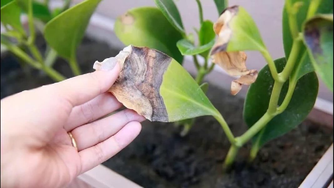 Understanding Plant Death 7 Most Common Reasons Houseplants Fail