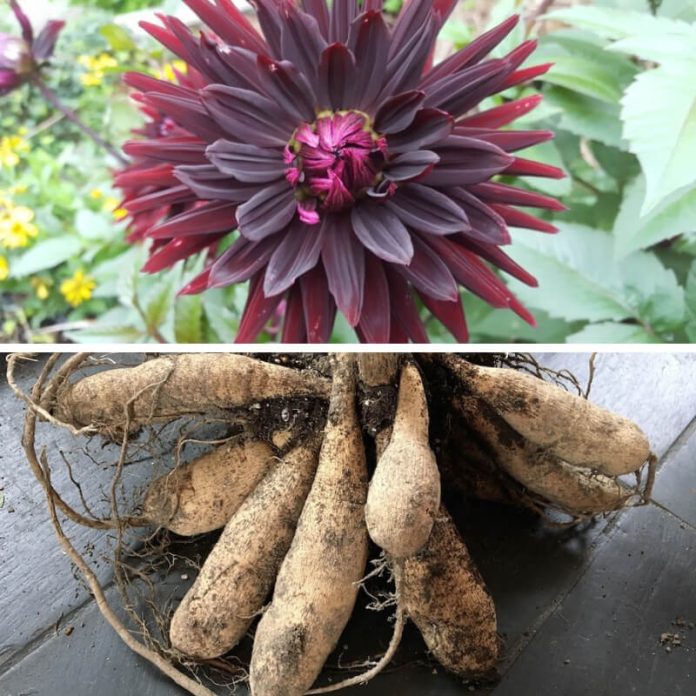 How To Overwinter Dahlia Tubers in Frost Prone Areas FarmFoodFamily
