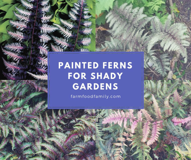 Painted Ferns for Shady Gardens