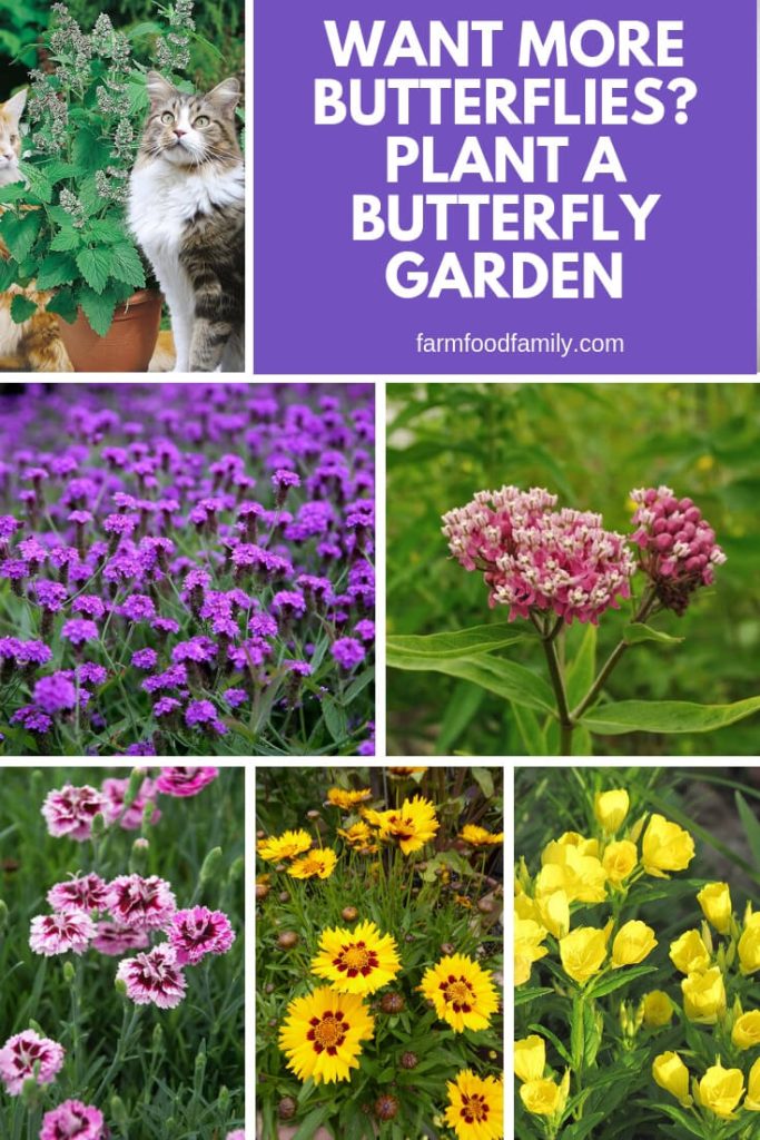 Want More Butterflies? Plant A Butterfly Garden FarmFoodFamily