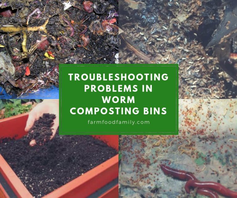 Worm Composting Troubleshooting Problems in Worm Composting Bins