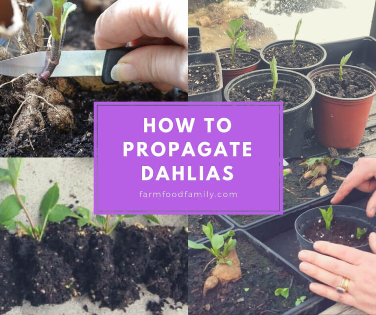 How to Propagate Dahlias