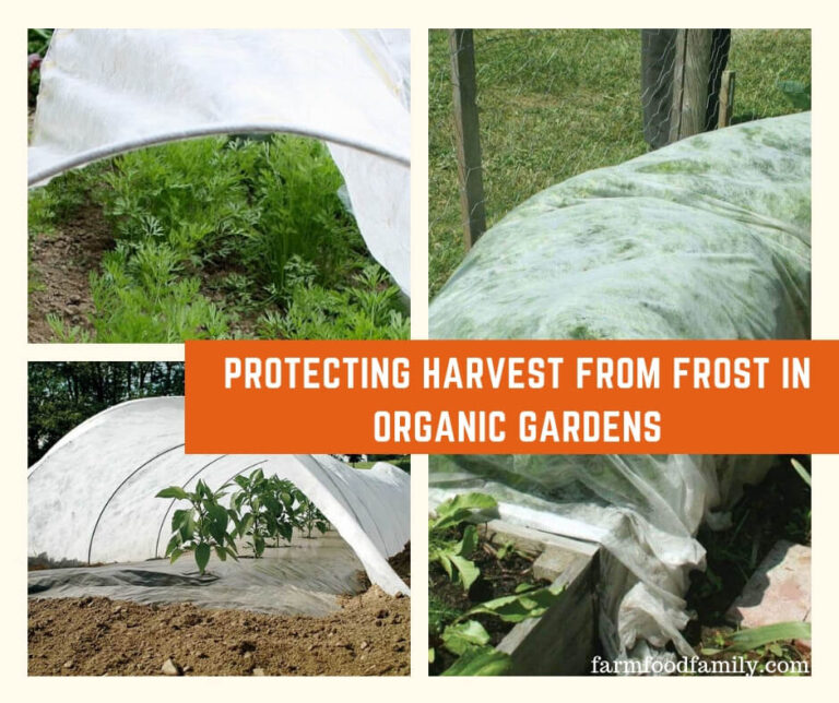Protecting Harvest from Frost in Organic Gardens