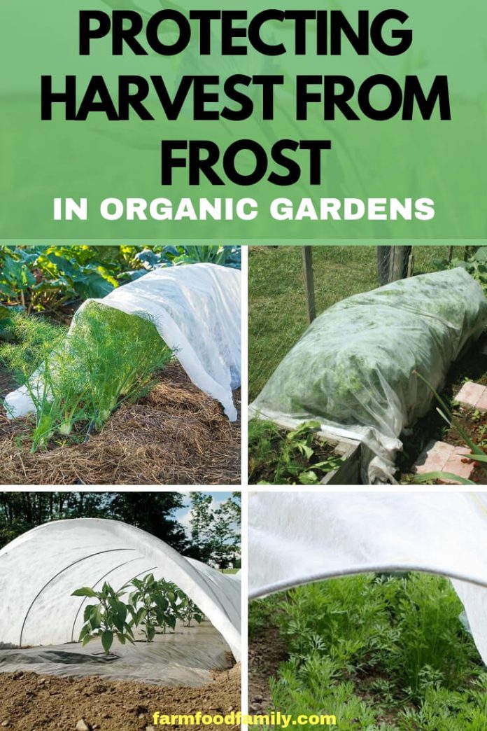 Protecting Harvest from Frost in Organic Gardens FarmFoodFamily