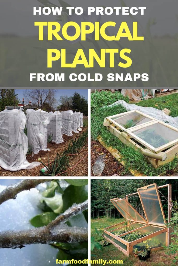 How to Protect Tropical Plants from Cold Snaps