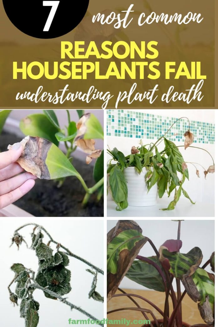 Understanding Plant Death 7 Most Common Reasons Houseplants Fail