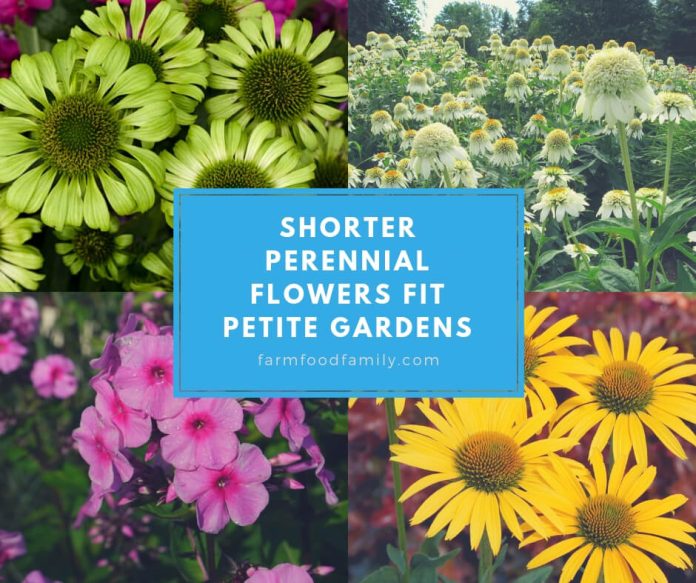 Shorter Perennial Flowers Fit Petite Gardens FarmFoodFamily Shorter Perennial Flowers Fit Petite Gardens FarmFoodFamily