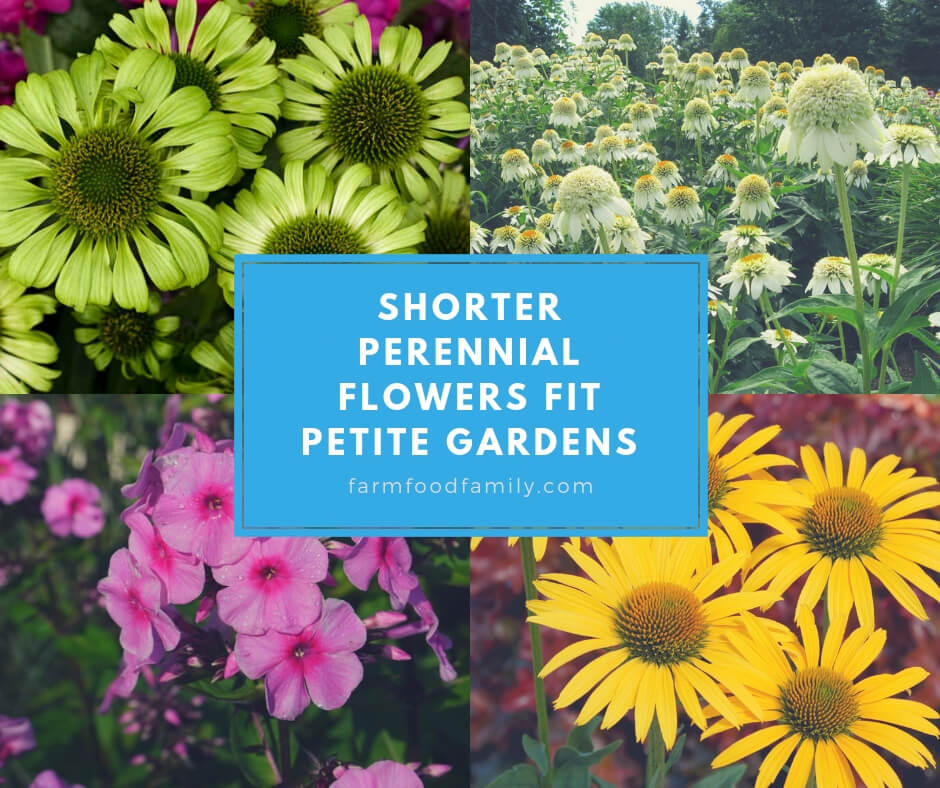 Shorter Perennial Flowers Fit Petite Gardens FarmFoodFamily Shorter Perennial Flowers Fit Petite Gardens FarmFoodFamily