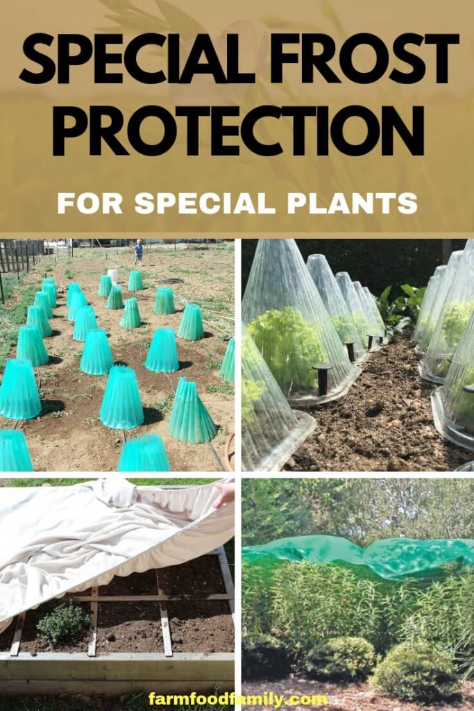 Special Frost Protection for Special Plants FarmFoodFamily