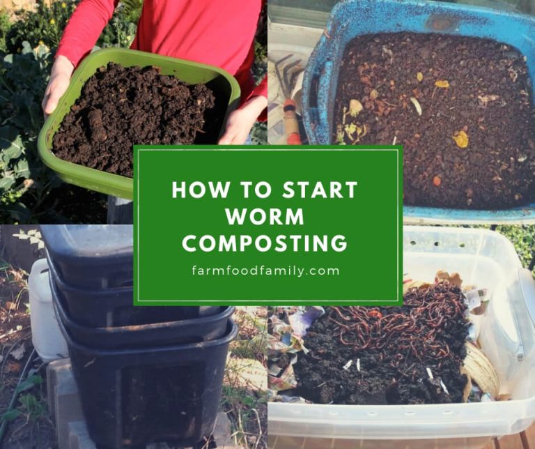 How to Start Worm Composting Recycle Kitchen Waste into Compost