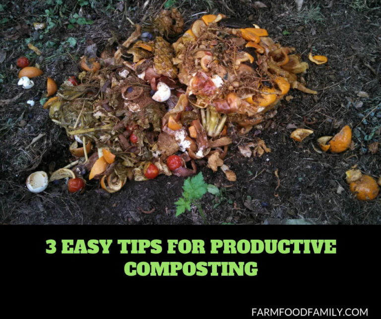 How to Maintain a Healthy Compost Pile and Accelerate Decomposition
