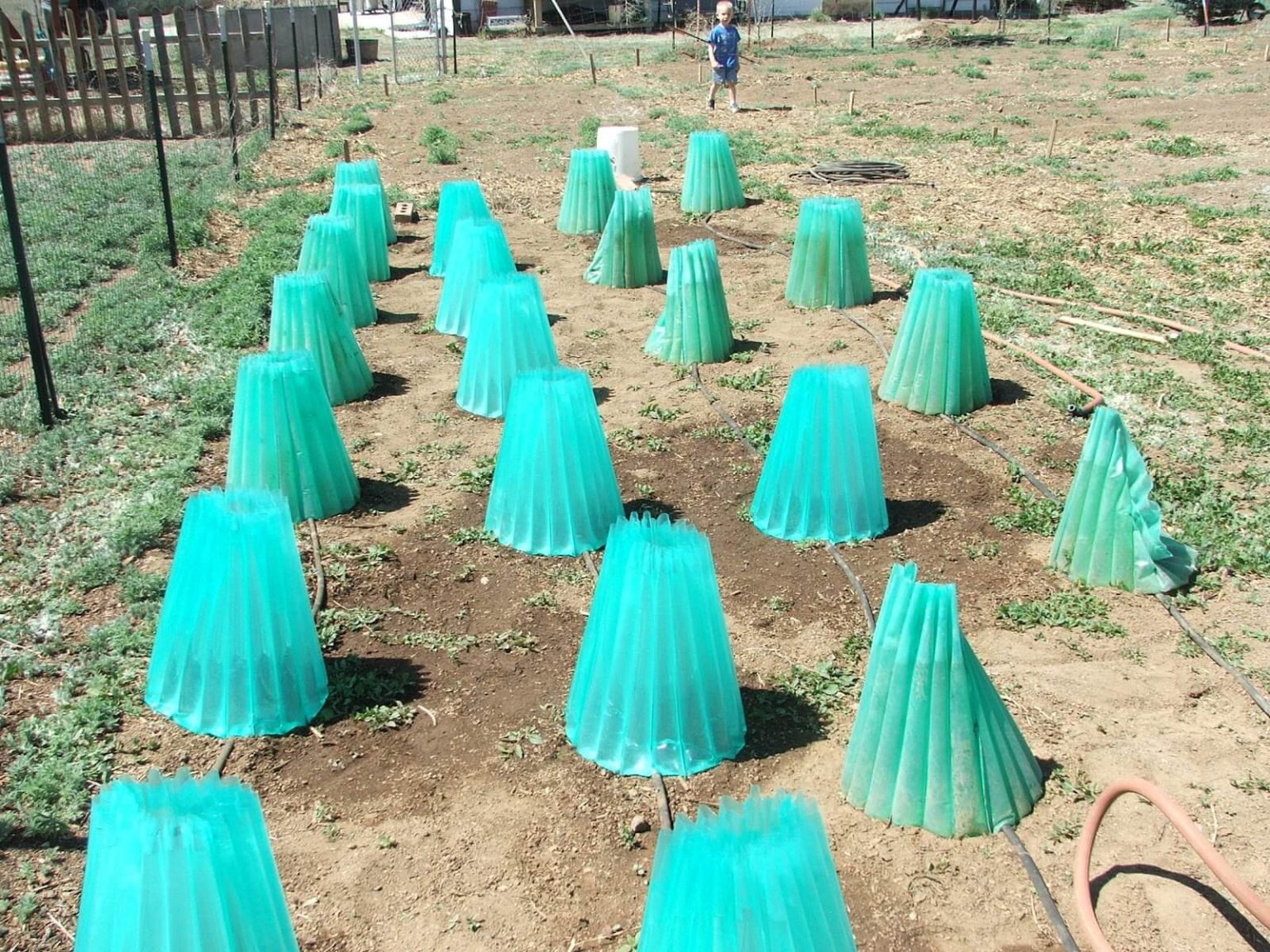 Special Frost Protection for Special Plants FarmFoodFamily