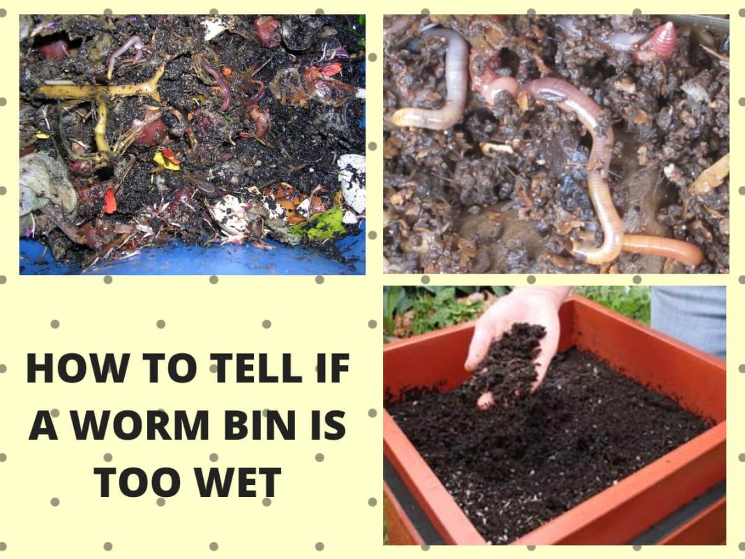 Worm Composting Troubleshooting Problems in Worm Composting Bins