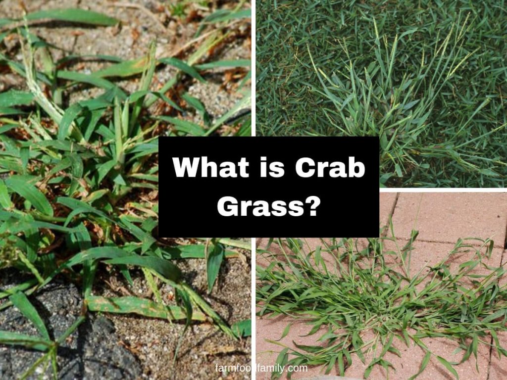 How to Kill Crab Grass for a Beautiful Lawn FarmFoodFamily