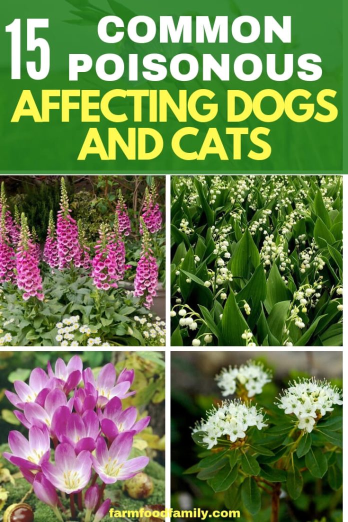 15+ Common Poisonous Plants Affecting Dogs and Cats