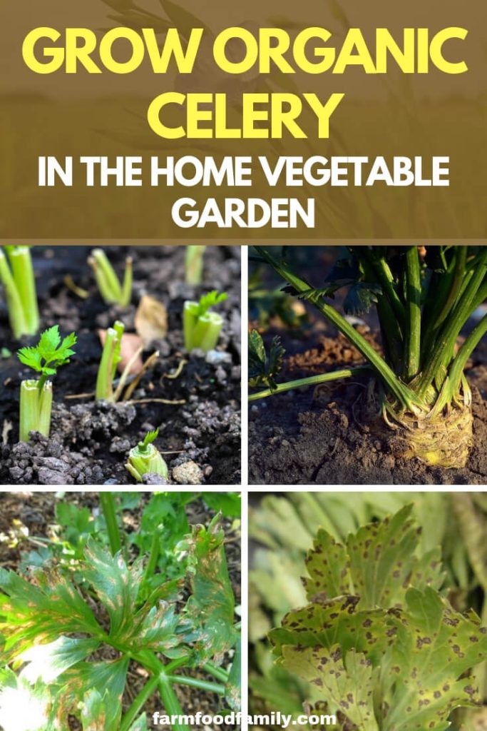 Grow Organic Celery in the Home Vegetable Garden FarmFoodFamily