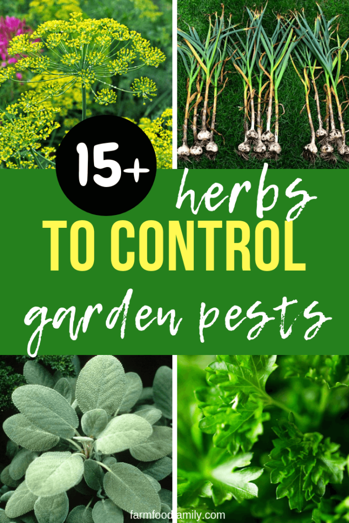 15 Plant Herbs to Control Vegetable Garden Pests FarmFoodFamily