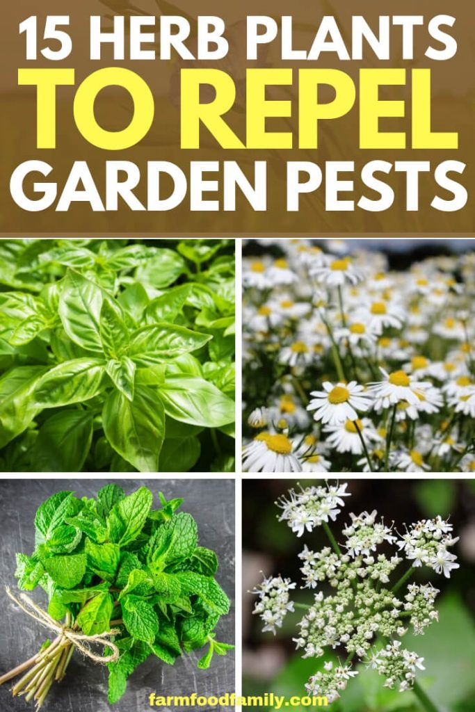 15 Plant Herbs to Control Vegetable Garden Pests FarmFoodFamily