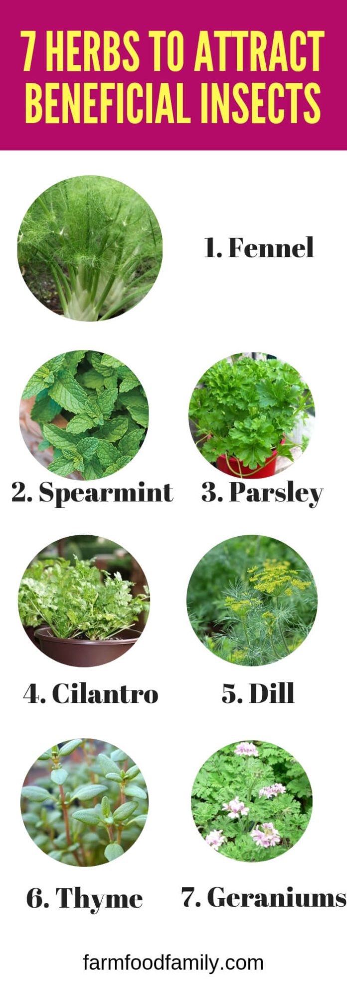 15 Plant Herbs to Control Vegetable Garden Pests - FarmFoodFamily