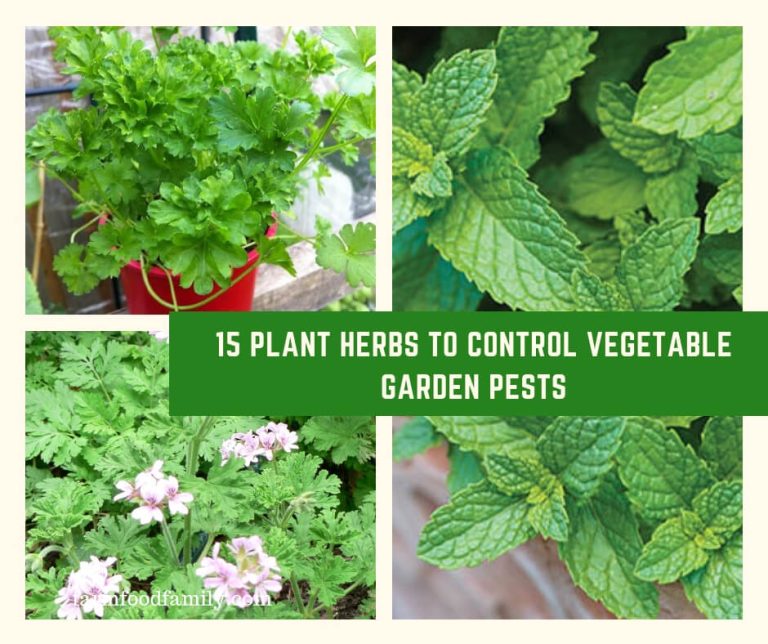 15 Plant Herbs to Control Vegetable Garden Pests FarmFoodFamily