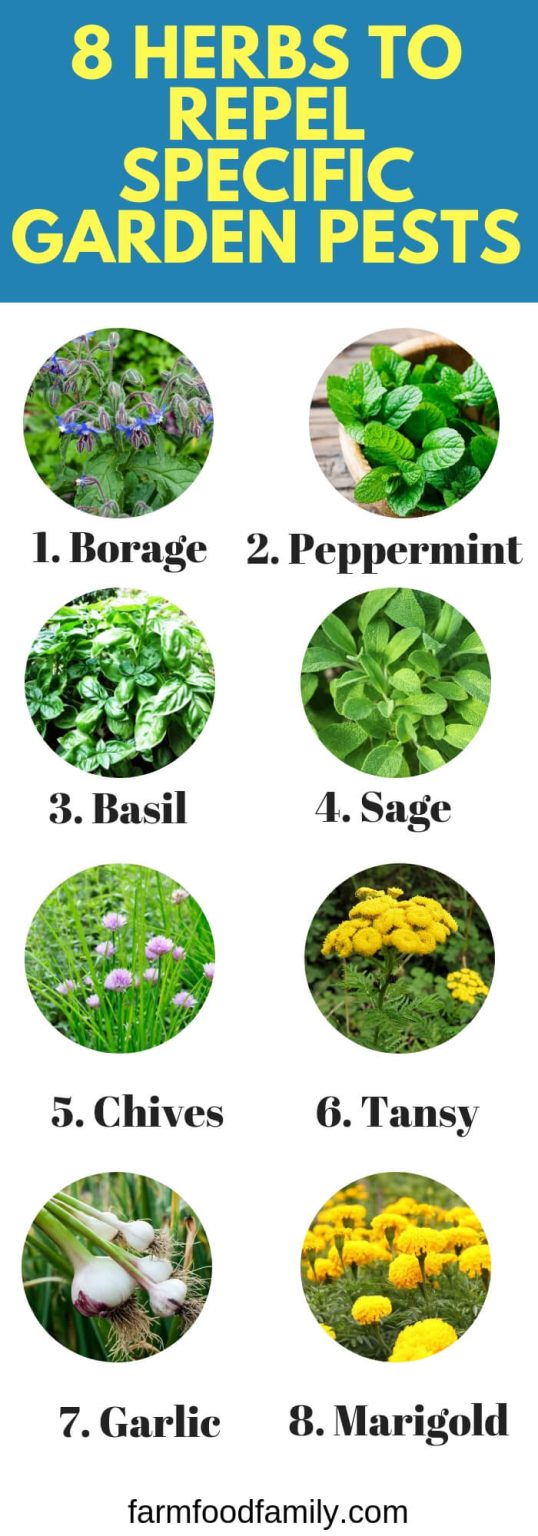 15 Plant Herbs to Control Vegetable Garden Pests FarmFoodFamily
