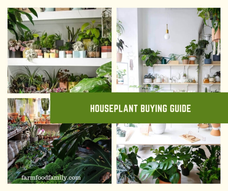 Houseplant Buying Guide: Tips to Buy Smart and Save Money