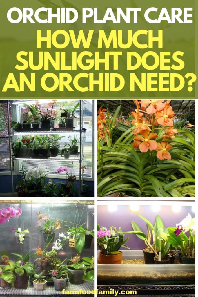 Orchid Plant Care How Much Sunlight Does an Orchid Need?