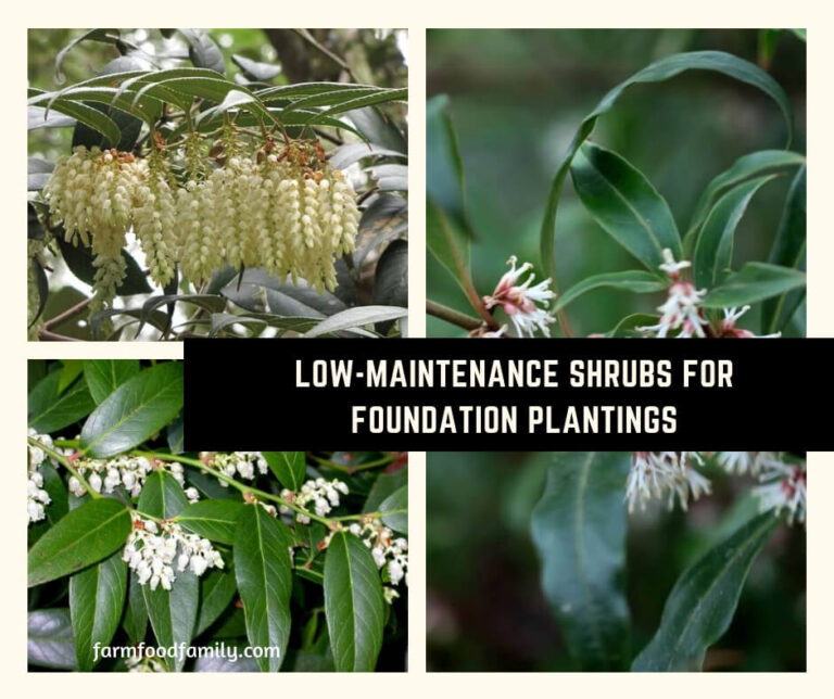 Low-Maintenance Shrubs for Foundation Plantings