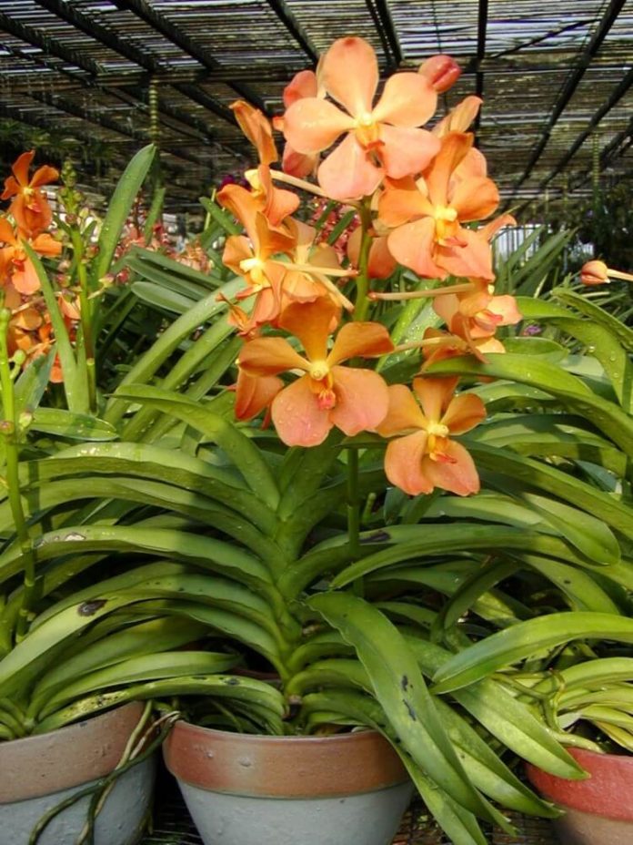 Orchid Plant Care How Much Sunlight Does an Orchid Need?