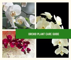 Orchid Plant Care Guide - FarmFoodFamily