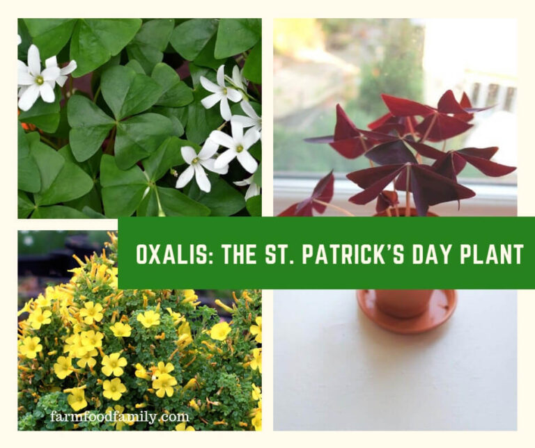 Oxalis: The St. Patrick's Day Plant
