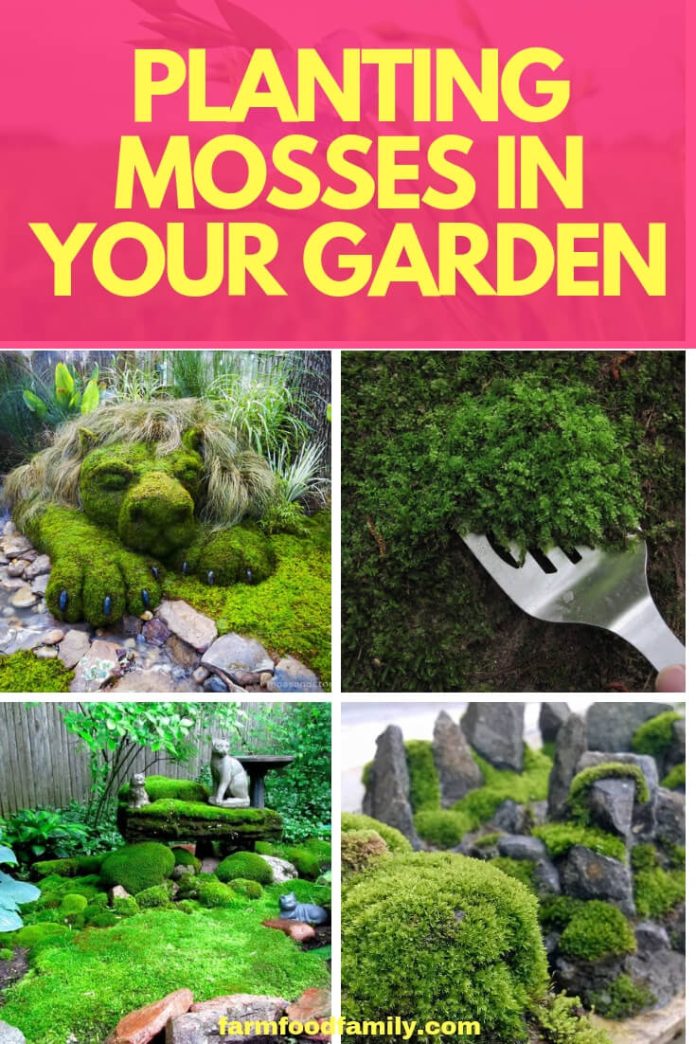 How To Plant Mosses In Your Garden FarmFoodFamily