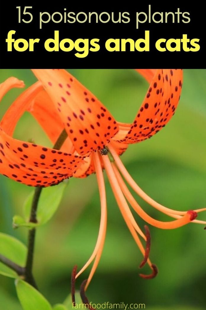 15+ Common Poisonous Plants Affecting Dogs and Cats