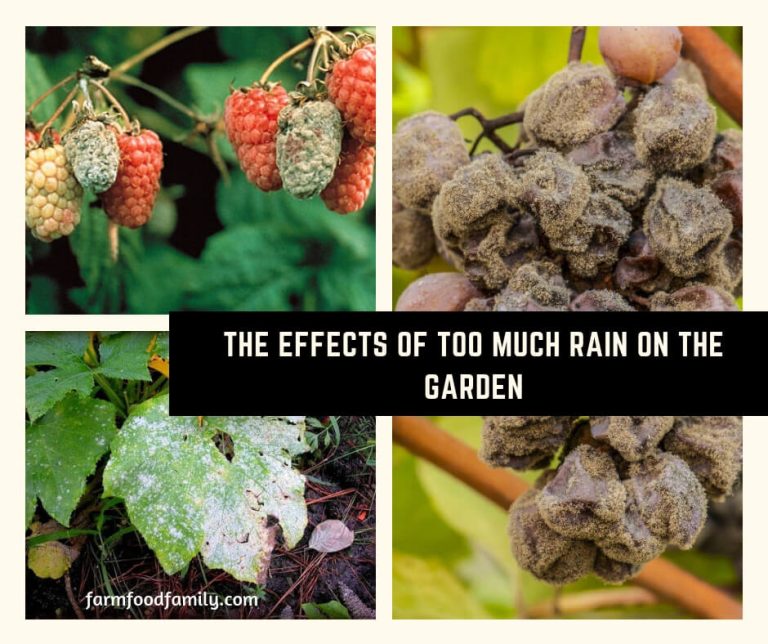 The Effects of Too Much Rain on the Garden FarmFoodFamily