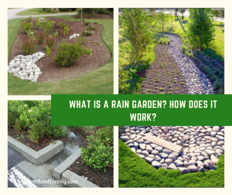 What is a Rain Garden? How Does it Work?
