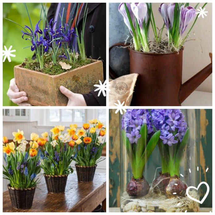 15 Most Popular Houseplants How to Identify and Care (Images)