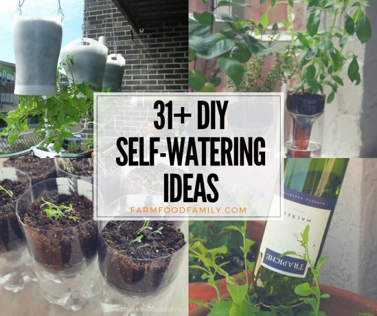 31+ Clever DIY SelfWatering Planter Ideas for Effortless Gardening (2024)
