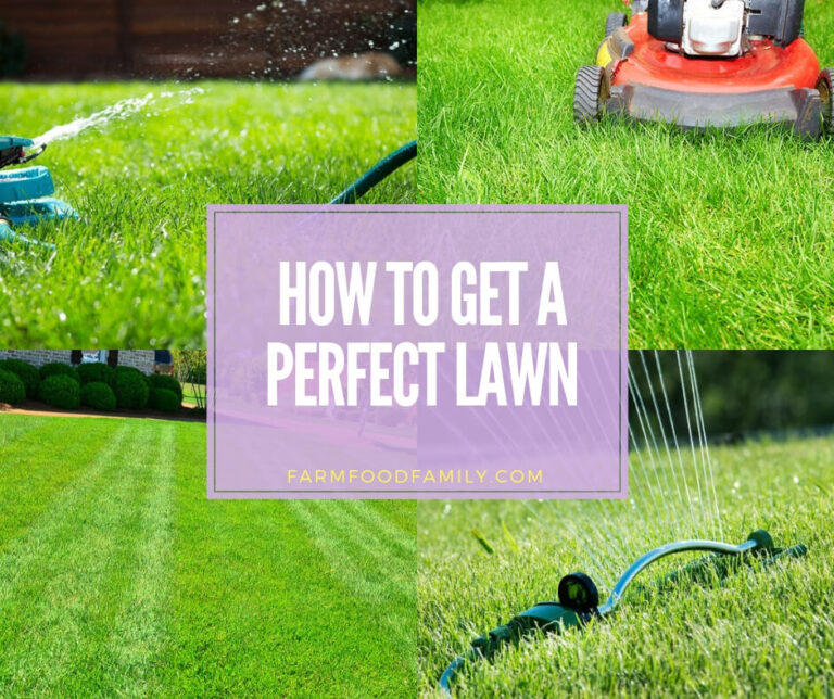 How to get a perfect lawn